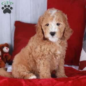 COLBY, Mini Golden Mountain Doodle Puppy